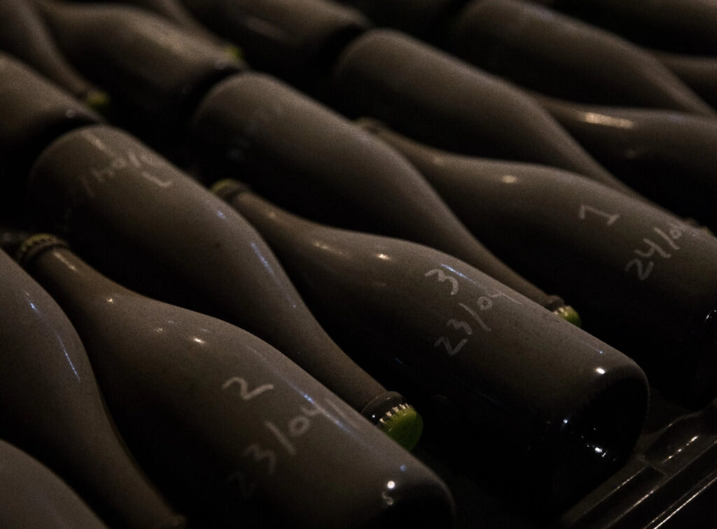 : botellas cava cygnus deneb en bodega método tradicional penedès