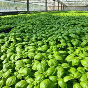 Albahaca fresca cultivada en invernadero para Pesto Genovese Ramella 180 g