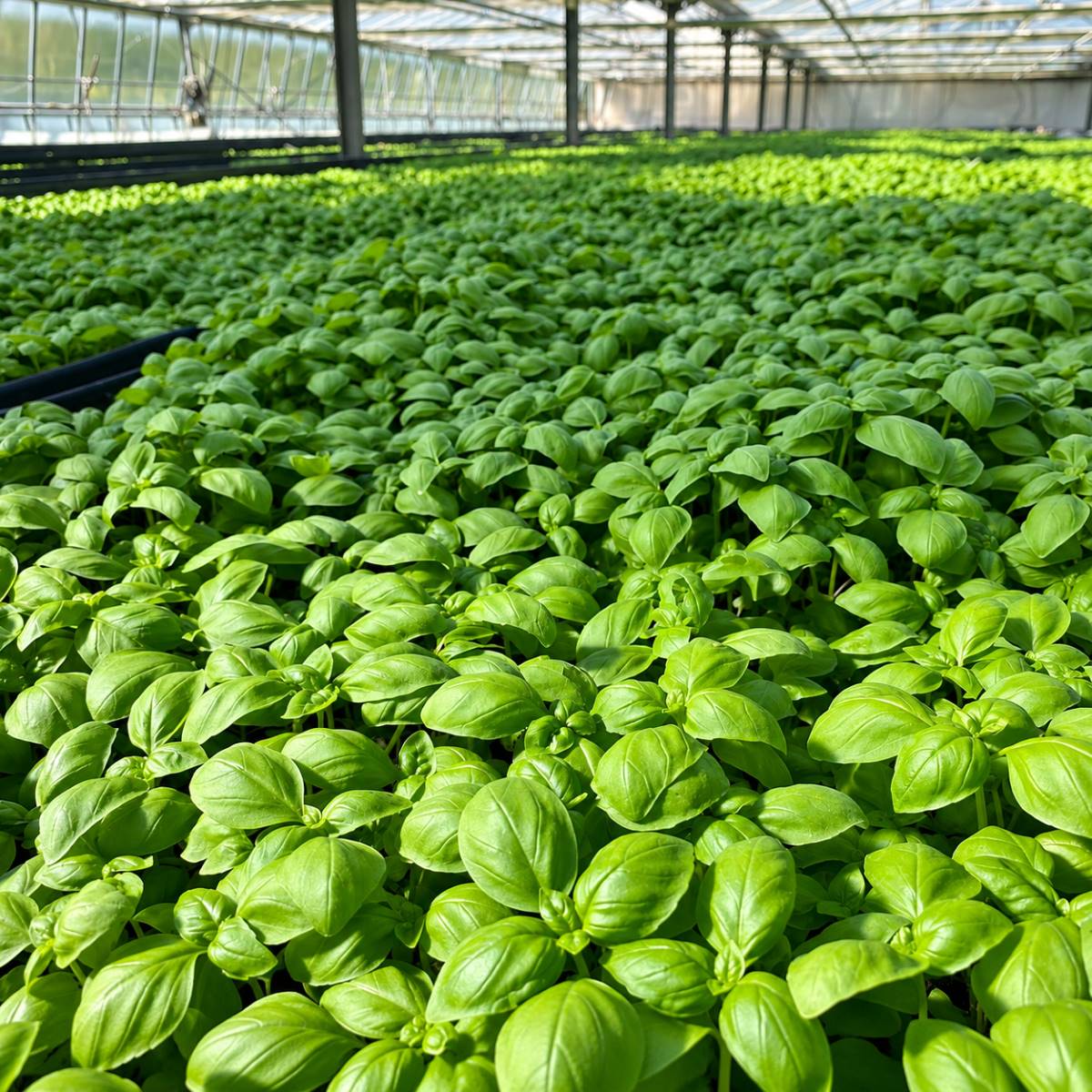 Pesto Genovese Ramella · 180 g · Cultivo de Albahaca Albahaca fresca cultivada en invernadero para Pesto Genovese Ramella 180 g