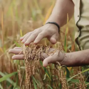 Cereales, semillas y granos