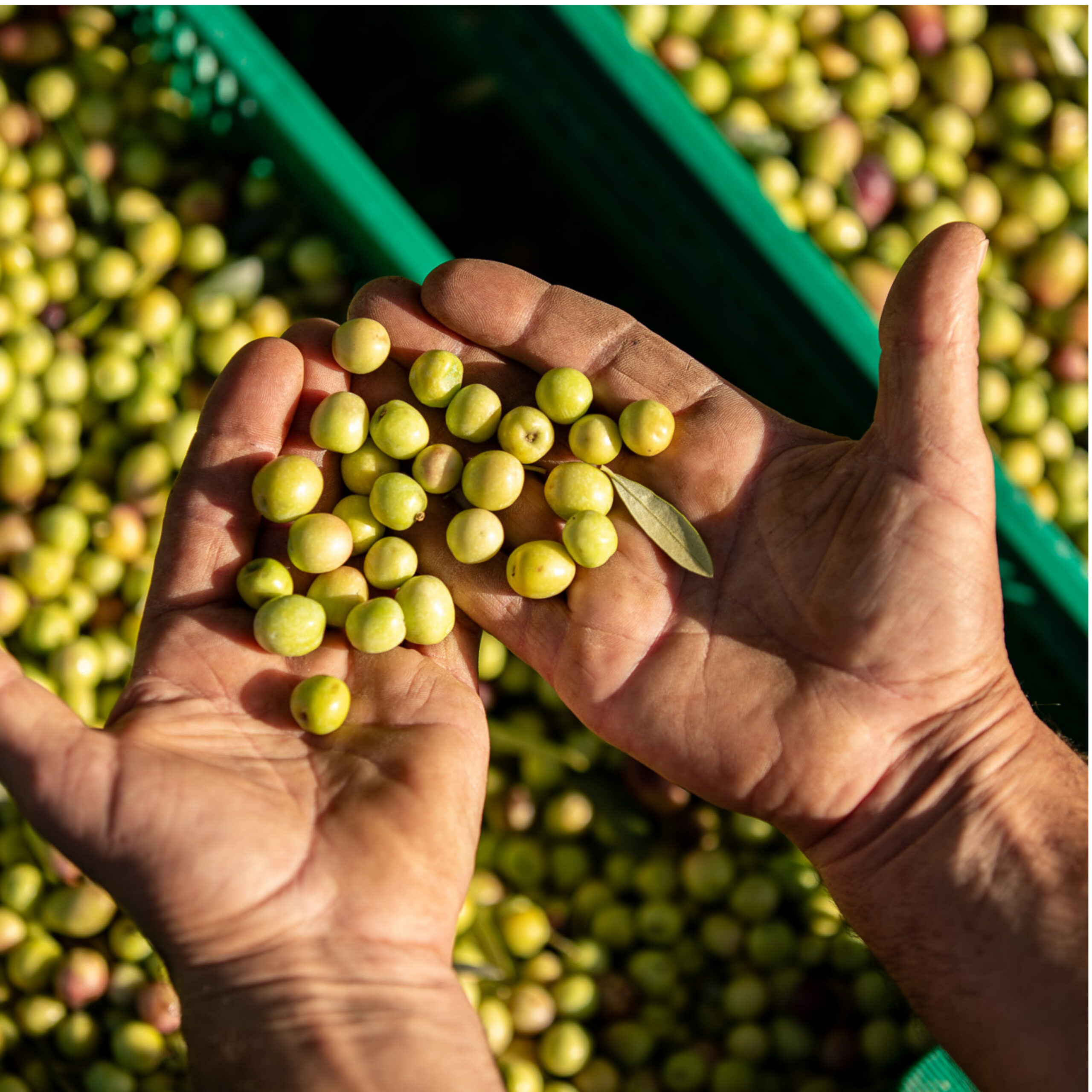Cosecha de aceituna Arbequina · Finca Hostalets Aceitunas Arbequina frescas en manos durante la cosecha Finca Hostalets